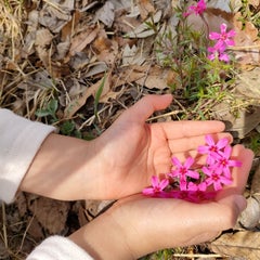 もりすけのプロフィール
