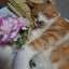 画像 舌癌闘病日誌  愛猫可憐に捧ぐのユーザープロフィール画像
