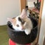 画像 風呂敷猫のブログのユーザープロフィール画像
