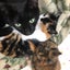 画像 猫なべのブログ(猫LGLリンパ腫治療中)のユーザープロフィール画像