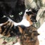 猫なべのサムネイル
