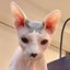 ほたての飼い主ですのサムネイル