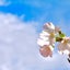 amehareume10のサムネイル