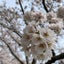 yan-fのサムネイル