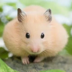 ハムたろのプロフィール