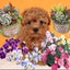 画像 こりんの多肉ゴト&家庭菜園 (時々トイプー)のユーザープロフィール画像