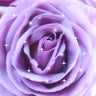 紫のプロフィール