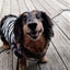 画像 ぎんママの保護犬ぷち日記のユーザープロフィール画像