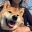 画像 犬を飼う！！柴犬たろうのユーザープロフィール画像