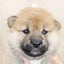 画像 乳がんで100の初体験のユーザープロフィール画像