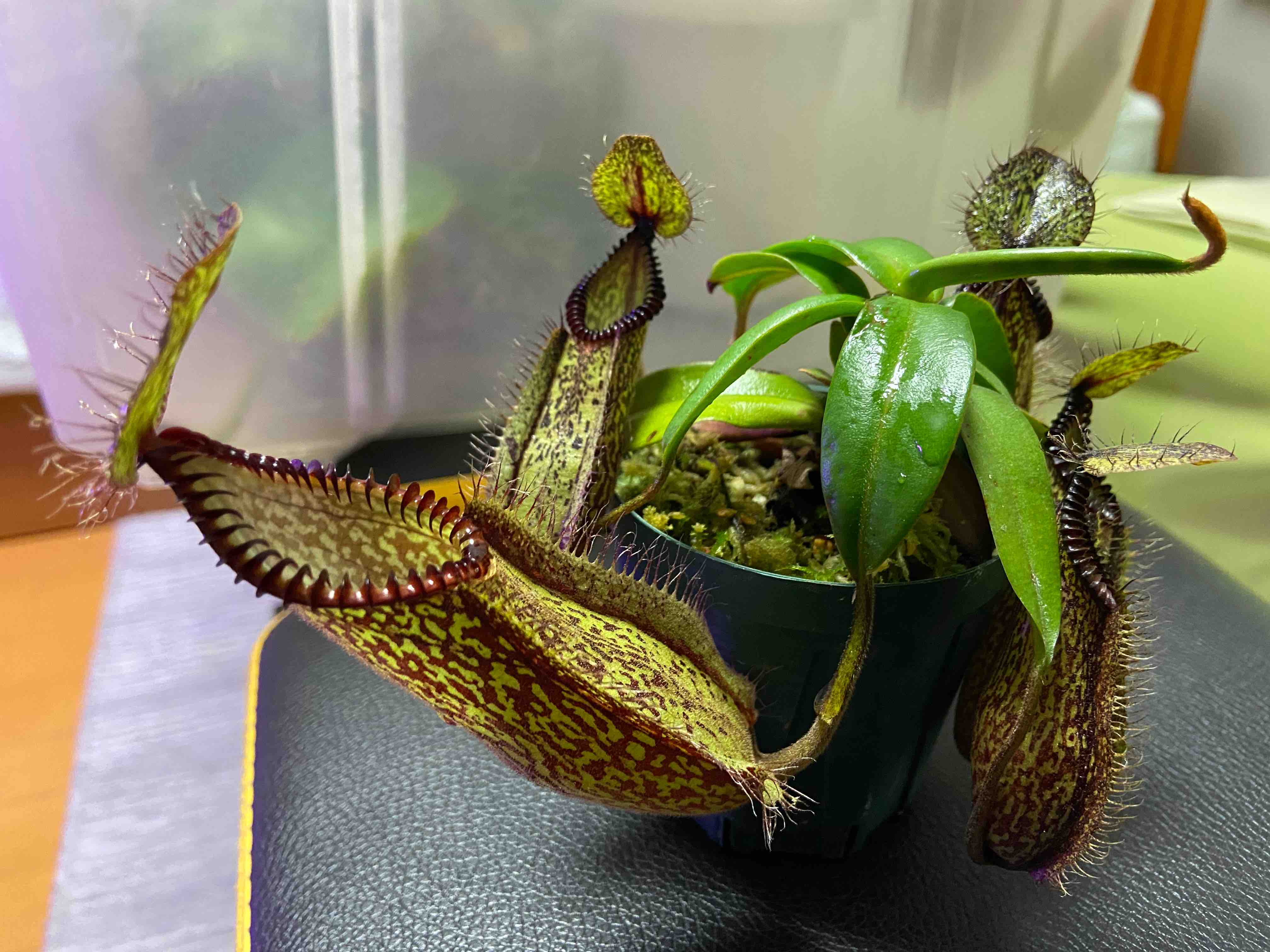 コンパクトなウツボカズラ Nepenthes tenuis | 初心者ネペンテス栽培
