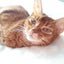 nekomusume25のサムネイル