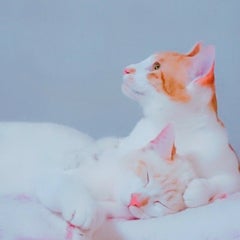 さだちゃまるのプロフィール