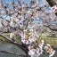 北陸暮らしの主婦のサムネイル
