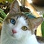 画像 猫のチビ彦に恋してのユーザープロフィール画像