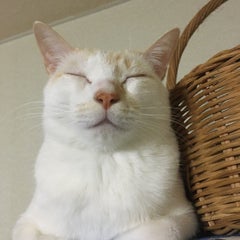mkr358nekoのプロフィール