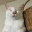 mkr358nekoのサムネイル