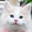ねこすけのサムネイル