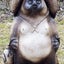 たぬきちだんなの嫁っこのサムネイル