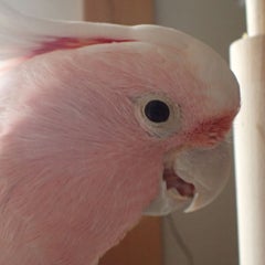 Bird Breeding ときいろのプロフィール