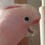 Bird Breeding ときいろのサムネイル