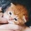 画像 tuyokim猫と日々の自由なブログのユーザープロフィール画像