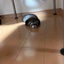 ベニマルブログのサムネイル