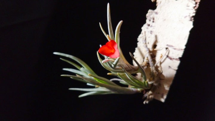 Tillandsia sprengeliana | Vespertine of Ikuon