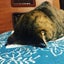 わかばのサムネイル