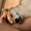 人生爆上げハムちゃんのサムネイル