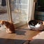 画像 シニア２猫との暮らしのユーザープロフィール画像