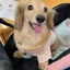 ピーママのサムネイル
