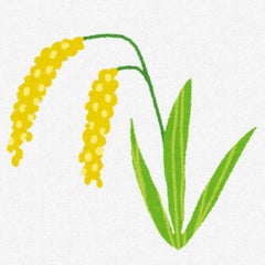 発芽米のプロフィール