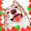 arucocoaのサムネイル