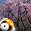 ぽむかのサムネイル