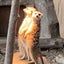 ヤチヲおじさんのサムネイル