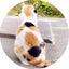 pachiraのサムネイル