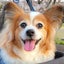 画像 パピヨン犬オスカル2013年生まれのブログのユーザープロフィール画像