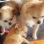 画像 セイパチの N子とお犬様三姉妹 時々旅日記のユーザープロフィール画像