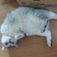 画像 怪猫ガイド　西日本版　RIDE ON TIMEのユーザープロフィール画像