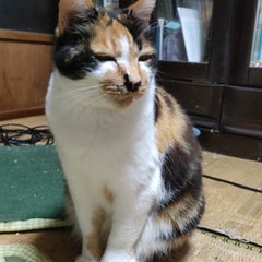 瞑想猫のプロフィール