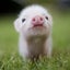 フジパンのサムネイル