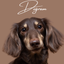 画像 【Dogram】愛犬家のための犬専門写真館のユーザープロフィール画像