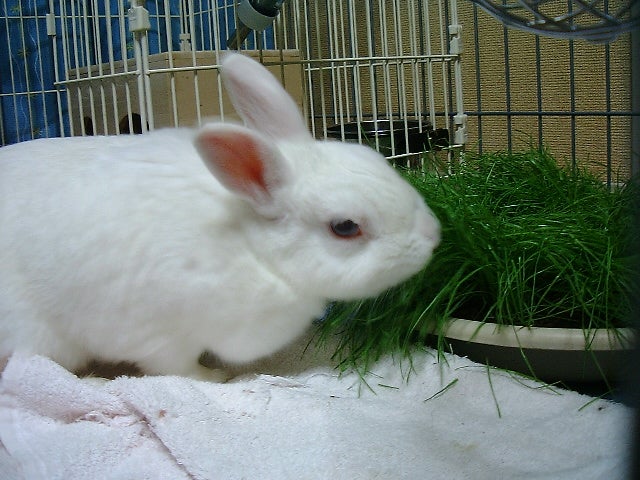 うさぴょん うみねこぴょん (umineko-pyon)さんのプロフィールページ