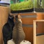 petit chatのサムネイル