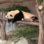 nnanaちゃんのサムネイル