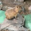 kapi-brownのサムネイル
