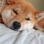 えびこのサムネイル