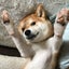 画像 柴犬&うさ好き　beauty producerのユーザープロフィール画像