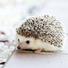 ぱるシステムのプロフィール